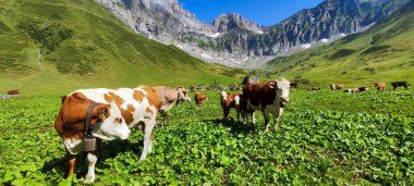İsviçre Alplerinde Engelberg üzerinde Blackenalp 'te inekler otluyor