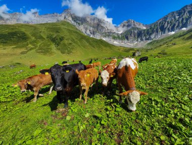 İsviçre Alplerinde Engelberg üzerinde Blackenalp 'te inekler otluyor