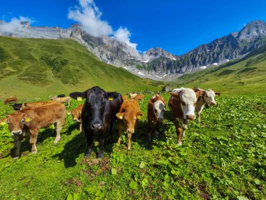 İsviçre Alplerinde Engelberg üzerinde Blackenalp 'te inekler otluyor