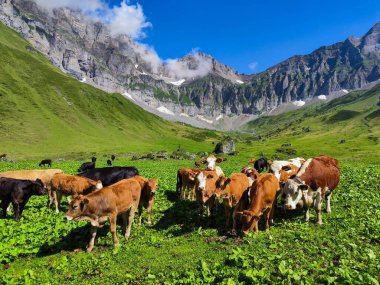 İsviçre Alplerinde Engelberg üzerinde Blackenalp 'te inekler otluyor