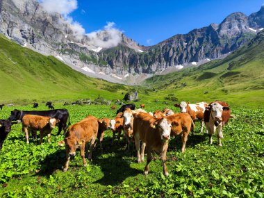 İsviçre Alplerinde Engelberg üzerinde Blackenalp 'te inekler otluyor