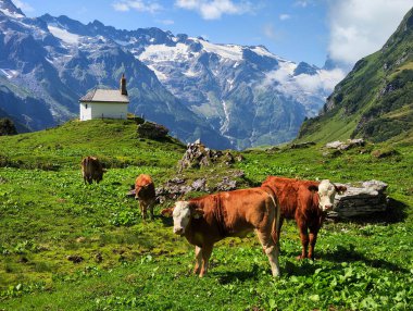 İsviçre Alplerinde Engelberg üzerinde Blackenalp 'te inekler otluyor