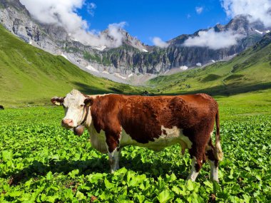 İsviçre Alplerinde Engelberg üzerinde Blackenalp 'te inekler otluyor