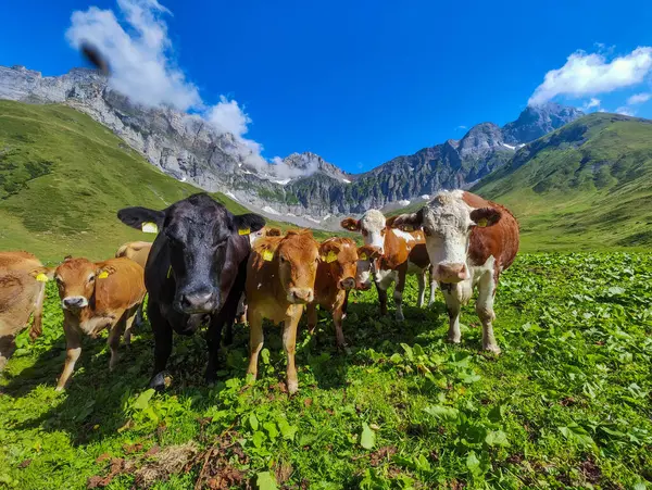 İsviçre Alplerinde Engelberg üzerinde Blackenalp 'te inekler otluyor