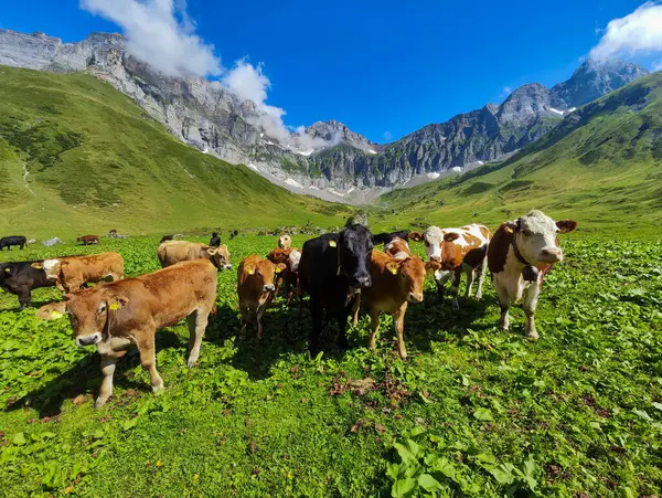 İsviçre Alplerinde Engelberg üzerinde Blackenalp 'te inekler otluyor