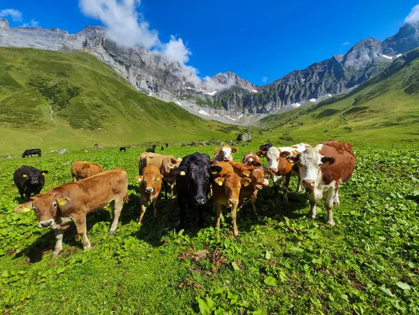 İsviçre Alplerinde Engelberg üzerinde Blackenalp 'te inekler otluyor