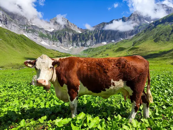 İsviçre Alplerinde Engelberg üzerinde Blackenalp 'te inekler otluyor