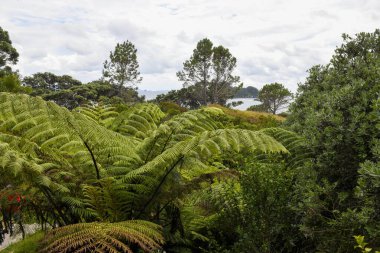 Yeni Zelanda 'daki Katedral Koyu plajına giden yolu göster