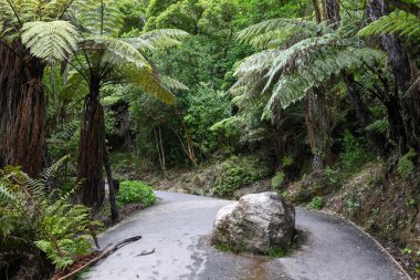 Yeni Zelanda 'daki Katedral Koyu plajına giden yolu göster