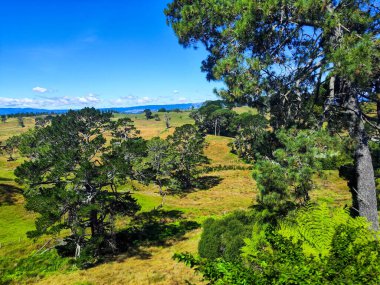 Yeni Zelanda 'daki Hobbiton film setine giderken manzara