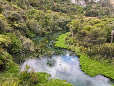 Yeni Zelanda 'daki Mavi Bahar Nehri (Te Waihou Yürüyüşü) insansız hava aracı görüntüsü