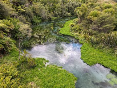 Yeni Zelanda 'daki Mavi Bahar Nehri (Te Waihou Yürüyüşü) insansız hava aracı görüntüsü