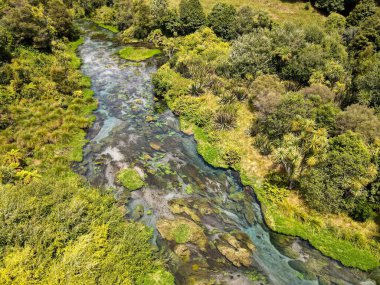 Yeni Zelanda 'daki Mavi Bahar Nehri (Te Waihou Yürüyüşü) insansız hava aracı görüntüsü