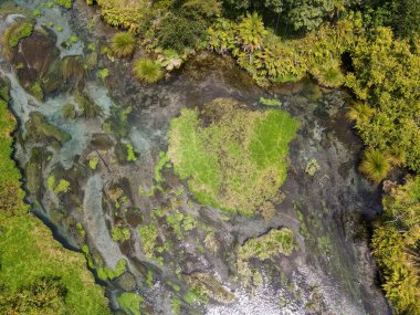 Drone view at Blue Spring river (Te Waihou Walkway) on New Zealand clipart