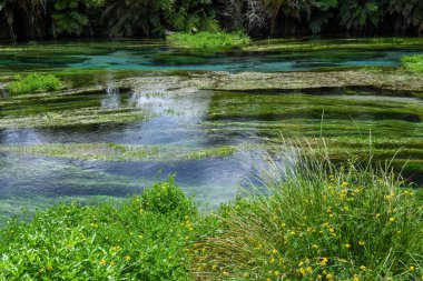 Yeni Zelanda 'daki Mavi Bahar Nehri' nde (Te Waihou Yürüyüşü) Görünüm