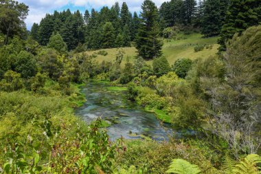 Yeni Zelanda 'daki Mavi Bahar Nehri (Te Waihou Yürüyüşü) insansız hava aracı görüntüsü