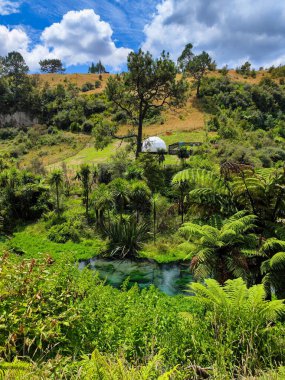 Yeni Zelanda 'daki Mavi Bahar Nehri' nde (Te Waihou Yürüyüşü) Görünüm