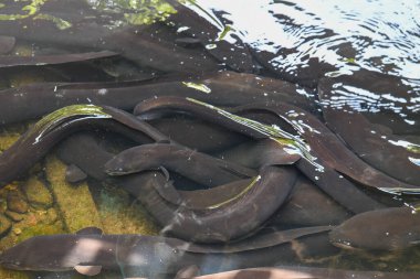Yeni Zelanda 'daki Pukaha Ulusal Vahşi Yaşam Merkezi' nde yılan balıkları