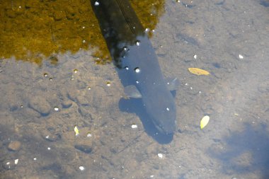 Yeni Zelanda 'daki Pukaha Ulusal Vahşi Yaşam Merkezi' nde yılan balıkları
