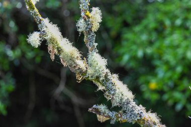 Yeni Zelanda 'daki Pukaha Ulusal Vahşi Yaşam Merkezi' nin bir şubesini kapatın.