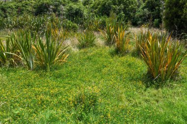 Yeni Zelanda 'daki Pukaha Ulusal Vahşi Yaşam Merkezi' nin ormanına bakın.
