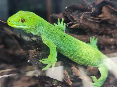 Yeni Zelanda 'daki Pukaha Ulusal Vahşi Yaşam Merkezi' nin yeşil kertenkelesine bak