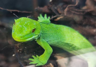 Yeni Zelanda 'daki Pukaha Ulusal Vahşi Yaşam Merkezi' nin yeşil kertenkelesine bak
