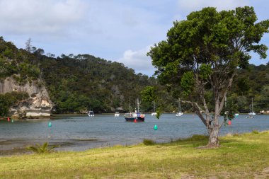 Whitianga, Yeni Zelanda - 17 Ocak 2025: Yeni Zelanda 'daki Whitianga Limanı