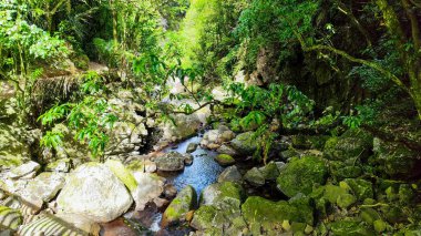Yeni Zelanda 'daki Wairere şelalelerine giden yol.