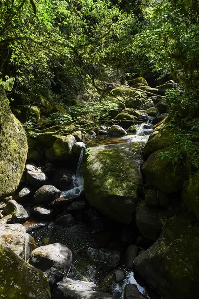 Yeni Zelanda 'daki Wairere şelalelerine giden yol.