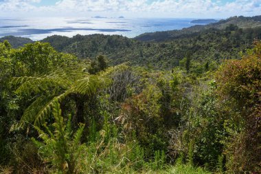 Yeni Zelanda 'nın kuzey adasındaki kırsal alan