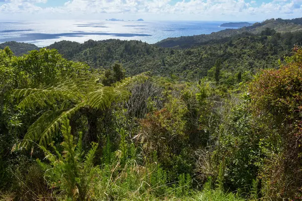Yeni Zelanda 'nın kuzey adasındaki kırsal alan