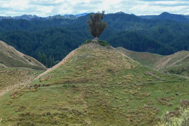 Parikino 'nun Yeni Zelanda' daki manzarasına insansız hava aracı görüntüsü