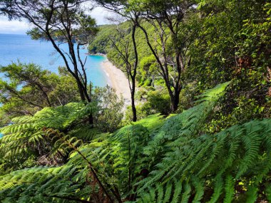 Yeni Zelanda 'daki Abel Tasman Ulusal Parkı' nın manzarası