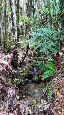 Yeni Zelanda 'daki Abel Tasman Ulusal Parkı' nın manzarası