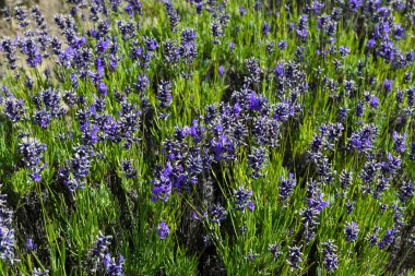 Yeni Zelanda 'da bir lavanta tarlasında görüntüle