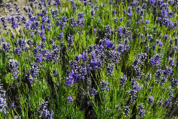 Yeni Zelanda 'da bir lavanta tarlasında görüntüle