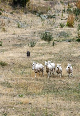 Yeni Zelanda 'da otlakta koyun sürüsü olan bir köpek.