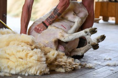 Yeni Zelanda 'da Queenstown yakınlarında koyun kırpan bir adam.