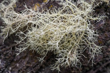 Yaprak doğayı arkaplan ve doku için kapat