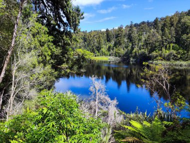 Yeni Zelanda 'daki Matheson Gölü' nde yürüyüş doğası