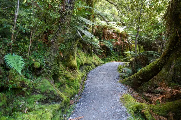 Yeni Zelanda 'daki Matheson Gölü' nde yürüyüş doğası
