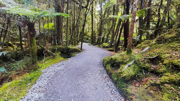 Yeni Zelanda 'daki Matheson Gölü' nde yürüyüş doğası