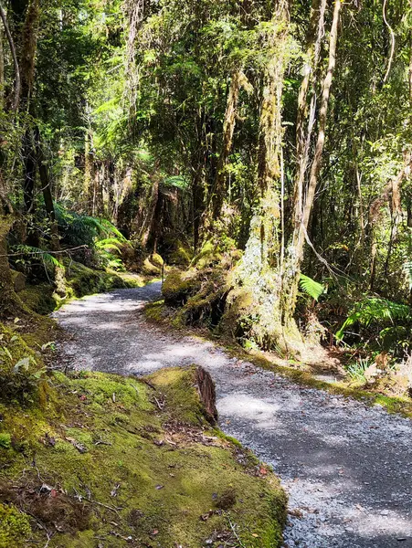 Yeni Zelanda 'daki Matheson Gölü' nde yürüyüş doğası