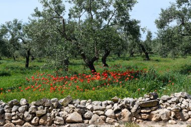 İtalya 'da Pulglia' da zeytin ağaçlarının altındaki gelincik çiçeklerine bakın.