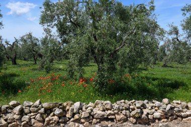 İtalya 'da Pulglia' da zeytin ağaçlarının altındaki gelincik çiçeklerine bakın.