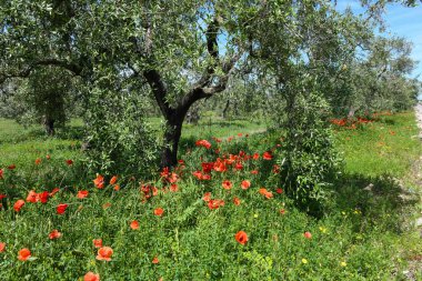 İtalya 'da Pulglia' da zeytin ağaçlarının altındaki gelincik çiçeklerine bakın.