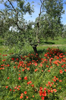 İtalya 'da Pulglia' da zeytin ağaçlarının altındaki gelincik çiçeklerine bakın.