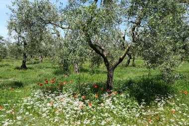 İtalya 'da Pulglia' da zeytin ağaçlarının altındaki gelincik çiçeklerine bakın.