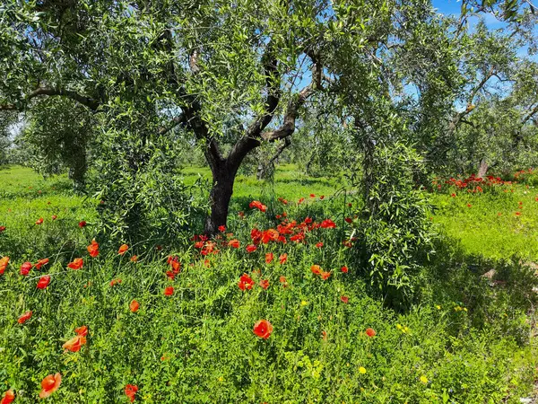 İtalya 'da Pulglia' da zeytin ağaçlarının altındaki gelincik çiçeklerine bakın.